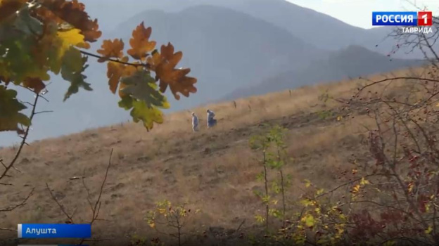 В Крыму начались брачные игры зайцев