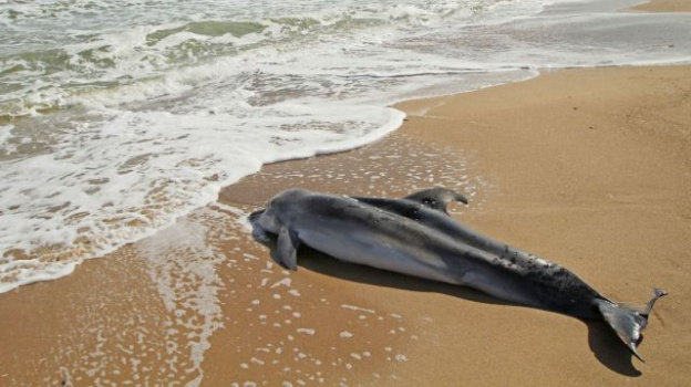 Скорая помощь будет спасать дельфинов в Крыму