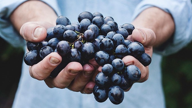 В Крыму второй год подряд собрали рекордный урожай винограда