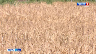 Крымские фермеры полностью обеспечат жителей полуостров пшеницей