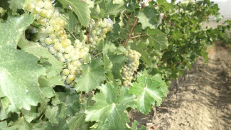 В Крыму стартовал сбор самого популярного сорта белого винограда
