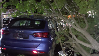 В Ялте дерево упало на машину из-за шторма