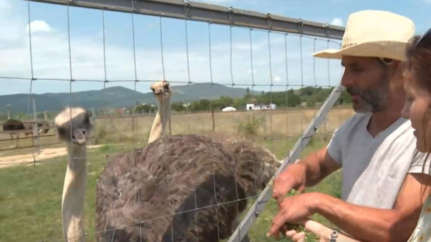 Семья из Швейцарии развивает страусиное хозяйство под Севастополем