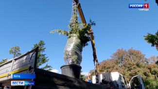 В Ялте стартовала масштабная высадка растений