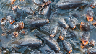 В Крыму обнаружили шесть тонн опасной рыбы 