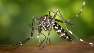 Экстренное обращение мэра Джанкоя: в городе нашествие комаров