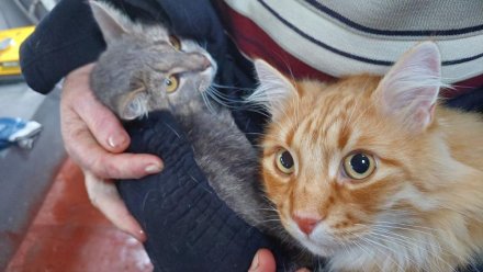 Крымские спасатели выручают животных из затопленных домов