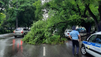Непогода свалила несколько деревьев на дорогу в Симферополе 