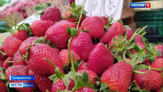 В Крыму начался сбор клубники: сколько стоит ягода, выращенная на полуострове