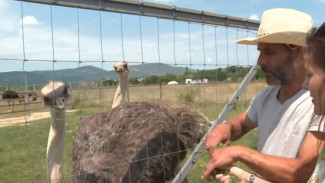 Семья из Швейцарии развивает страусиное хозяйство под Севастополем