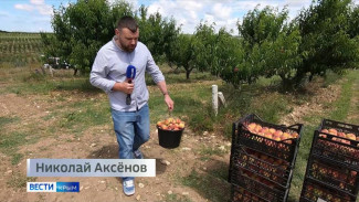 Первый урожай персиков собирают в Крыму