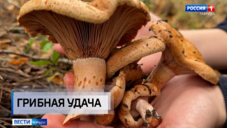 В Крыму наступил самый благоприятный период для сбора грибов