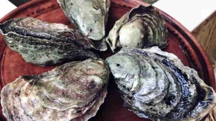 Как живет устричный "мегаполис" в Крыму