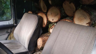 В Крыму за незаконный спил деревьев выписаны штрафы на сумму более 180 000 рублей
