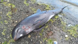 На берегах Крыма находят мертвых дельфинов