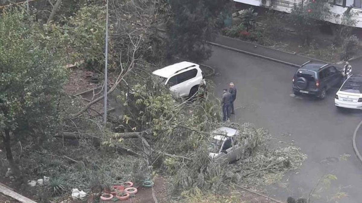 В Керчи от ветра упало дерево и повредило машины – Новости Крыма – Вести  Крым