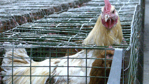 Крыму не грозит новый штамм птичьего гриппа