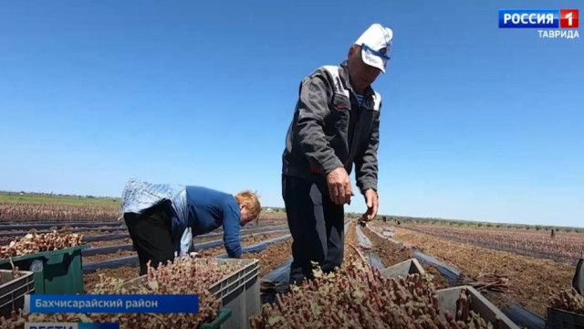 В Крыму растет спрос на саженцы винограда отечественного производства