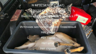В Севастополе задержали браконьера