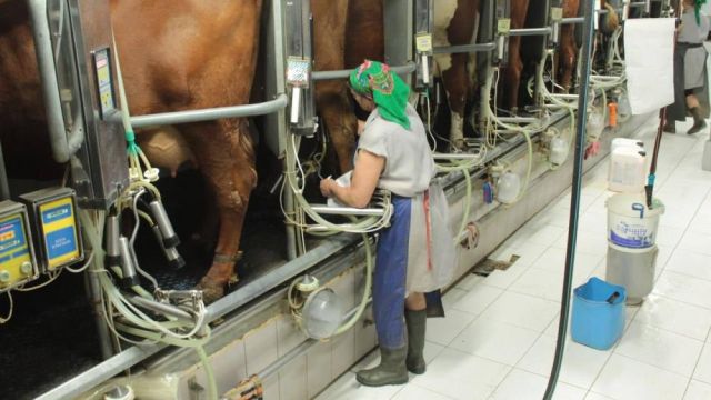 Крым в лидерах по надоям молока