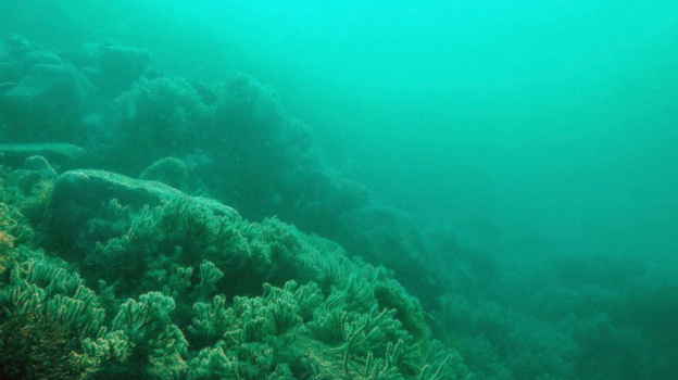 В Черном море обнаружено 100 новых видов морских обитателей
