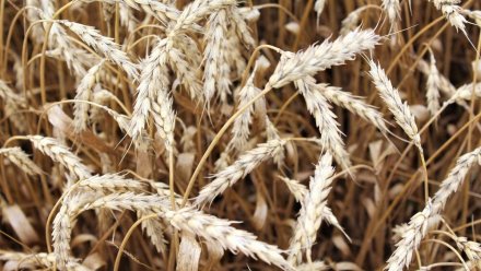 В Крыму начнёт действовать система, обеспечивающая прозрачность рынка зерна