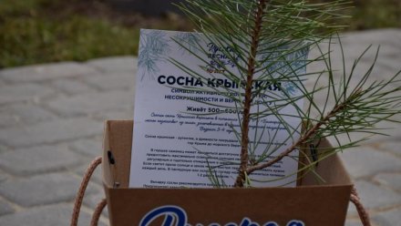 В Луганске высадили крымские сосны, подаренные в годовщину Русской весны на выставке «Россия»