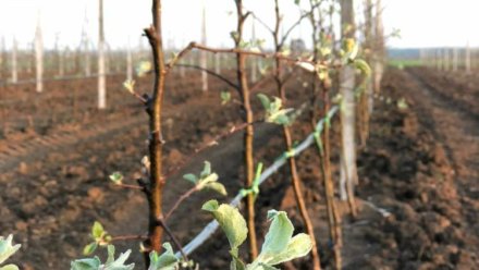Еще 210 гектаров садов заложили в Крыму