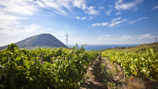 Около 3 миллионов кустов винограда высадят в Крыму