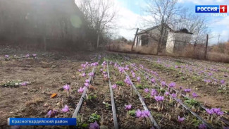 Шафран из Ирана выращивает фермер на экспериментальной плантации в Крыму