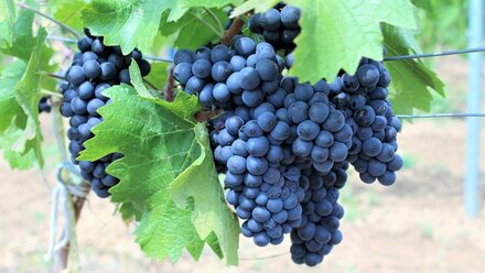 Господдержку крымский виноградарей увеличат на 77% в следующем году 
