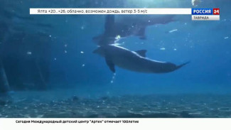 Около 20 дельфинов выбросились на берег в Крыму с начала этого года