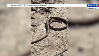 В Крыму раньше срока проснулся желтопузик