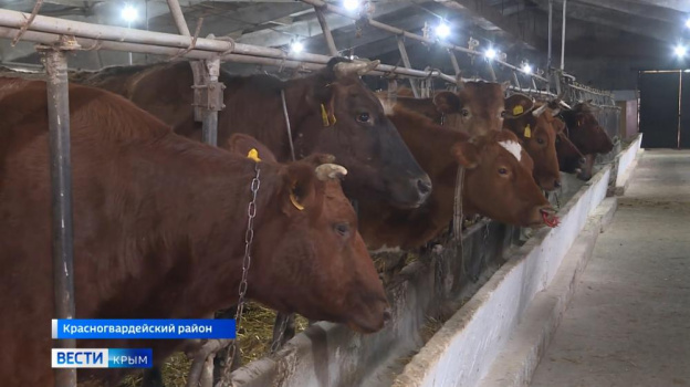 Вспышка бруцеллеза в Крыму: чем опасна для человека болезнь коров