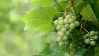3 миллиона черенков винограда в год будут производить в Сакском районе