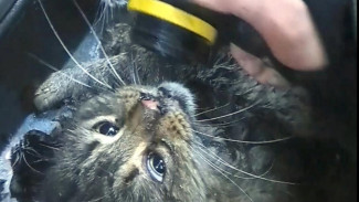 Спасатели вытащили 15 котов из горящего склада в Симферополе