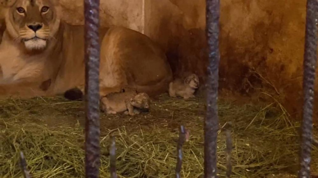 В крымском сафари-парке родились львята
