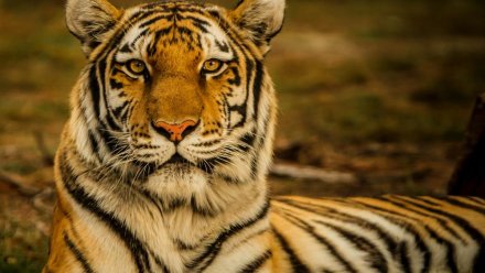 Симпатичные краснокнижные: в Крыму амурская тигрица родила четырех детенышей