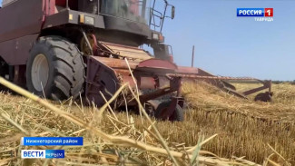 Вопреки водной блокаде в Крыму вырастили рис на площади 350 га