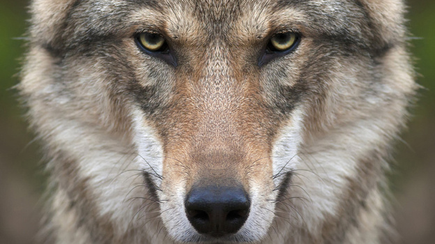 Крымчанин жестоко избил волка в присутствии ребёнка