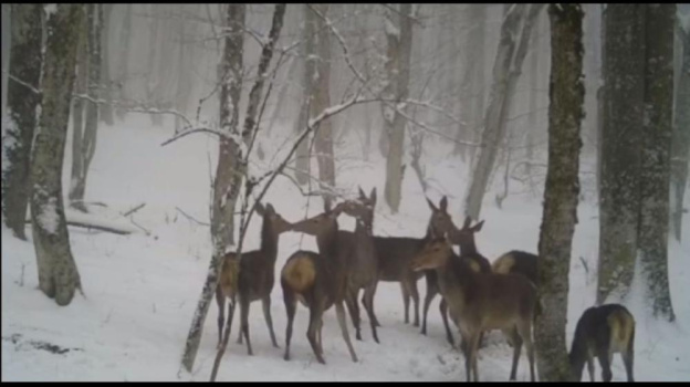 Севастопольские олени, резвящиеся в зимнем лесу, попали на видео