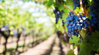 Правительство выделит Крыму деньги на развитие виноградарства 