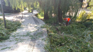 Из-за непогоды в Симферополе повалило 17 деревьев