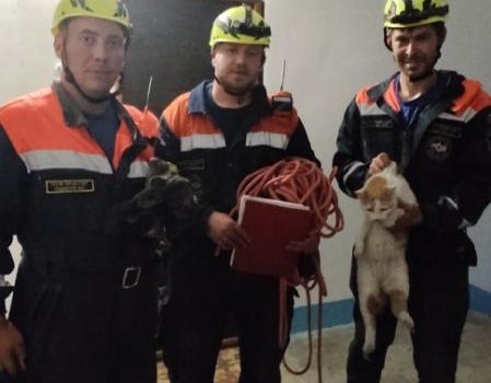 В Судаке спасатели достали кота из дымохода
