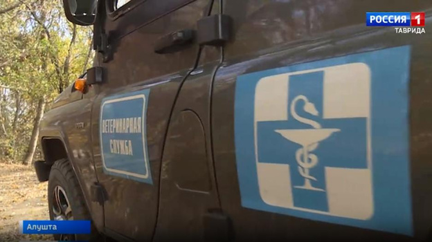 Что делать при встрече с диким животным в лесу, рассказал глава ветеринарного центра Ялты