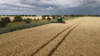 На выращивание зерна в России направят дополнительно 10 миллиардов рублей