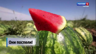 Они поспели: в Крыму и соседней Херсонской области стартовал сезон бахчевых