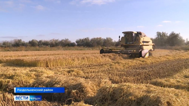 Шесть тысяч тонн риса собрали крымские фермеры