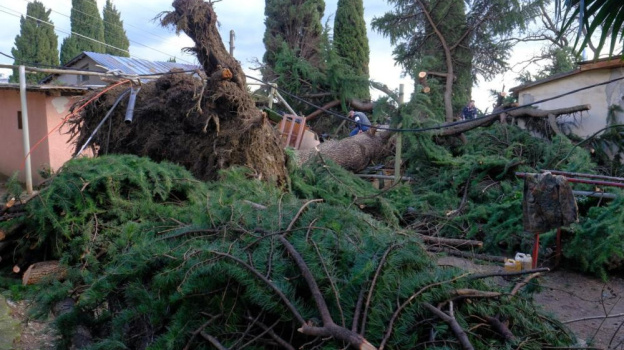 В Ялте ветер повалил двухвековое дерево