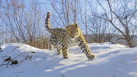 ВТБ поддержит программу сохранения исчезающих диких животных России